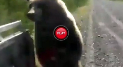 Ursul autostopist - Photo