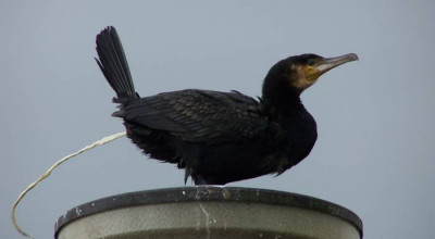 Ce legătură există între păsări şi culoarea roşie? - Photo