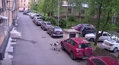 Maidanezii pot fi periculoşi pentru maşina ta! Iată de ce! (VIDEO) - Photo