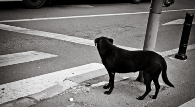 VIDEO: Patrupezii sunt mai vigilenţi decât oamenii, atunci când traversează străzile! - Photo
