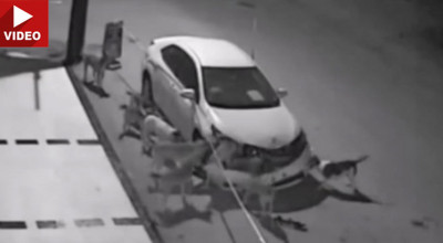 Toyota pare să fie preferata câinilor maidanezi! De această dată victima e o Corolla - Photo