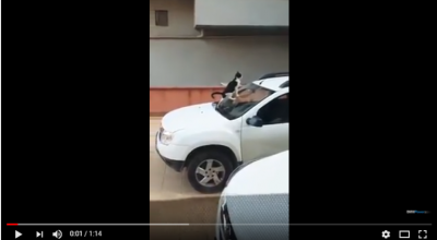 Pisicile nu agrează SUV-urile româneşti Dacia Duster? Iată ce surpriză i-a lăsat felina pe parbriz - Photo