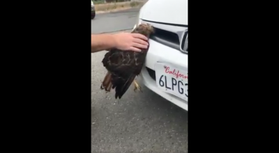 (VIDEO) Nu repetați asta acasă! Nu băgați capul în grila radiatorului - Photo