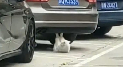 (VIDEO) O pisică folosește automobilul pentru Fitness! Tu ce scuză ai pentru a nu face sport? - Photo