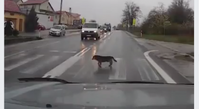 Nu te arunca pe trecerea de pietoni! Ia exemplu de la acest CÂINE! (VIDEO) - Photo