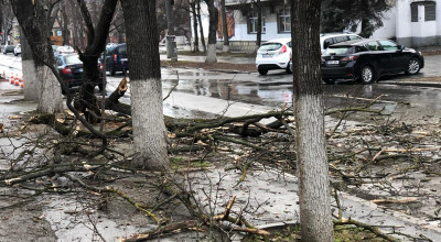 Atenție Șoferi! Codul galben de vânt și umiditatea mărită prăbușesc copacii la pământ - Photo