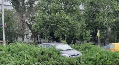 Atunci când nu ai loc de parcare dar nici bun simț, parchezi în tufiș! Martorii declară că șoferul era beat - Photo