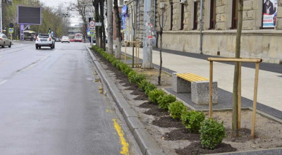 Experimentul Primăriei: În cât timp credeți că urcă prima mașină peste arbuștii proaspăt plantați? - Photo