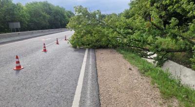 În atenția șoferilor! Mai mulți arbori au fost doborâți pe drumurile naționale - Photo