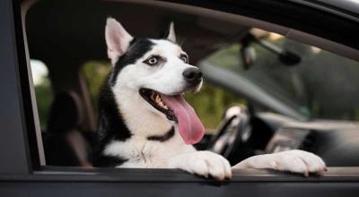 Traversarea frontierei cu animale de companie: reguli de care trebuie să ții cont - Photo