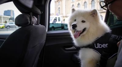 RCA va oferi despăgubiri pentru proprietarii animalelor care au suferit în accident rutier - Photo