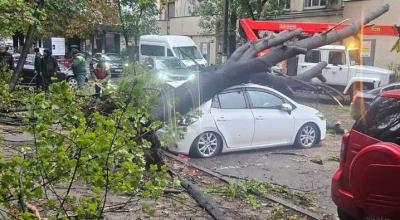 Ploile fac ravagii. Câțiva copaci s-au prăbușit peste automobile în curțile din capitală - Photo
